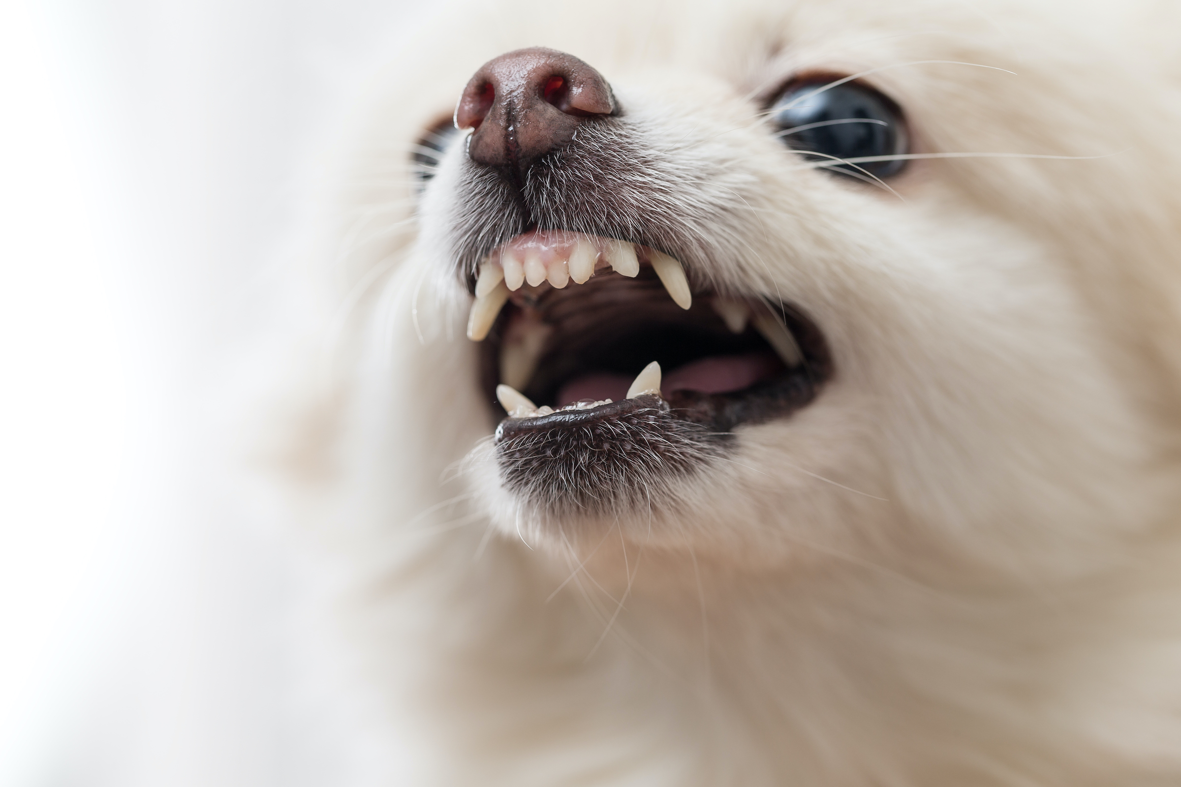 A close up portrait of a white Pomeranian baring their teeth.