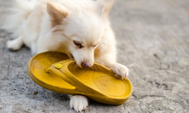 A Pomeranian chews on a yellow flip-flop