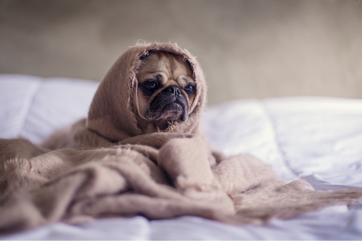 Mopsas suvyniotas į antklodę