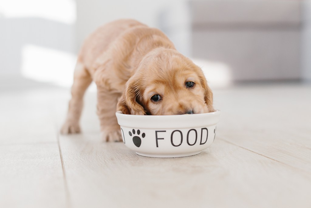 Anglų kokerspanielio šuniukas valgo šunų maistą
