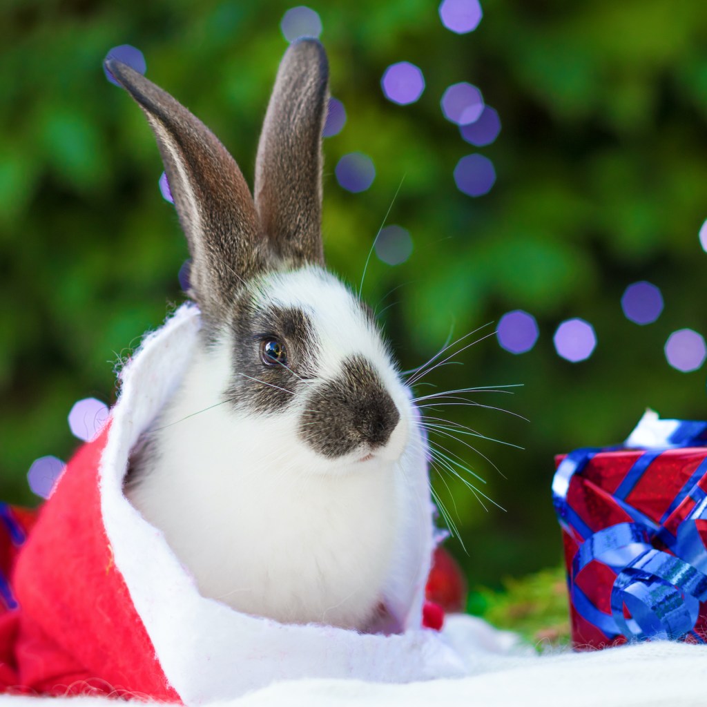 A rabbit sits in a Santa hat in front of Christmas presents and lights