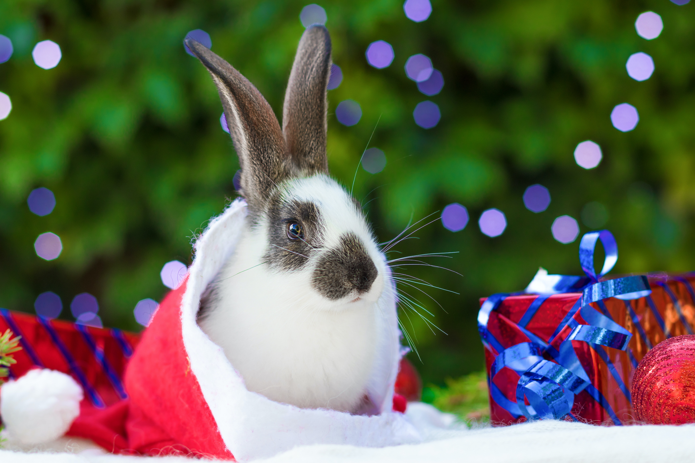 A rabbit sits in a Santa hat in front of Christmas presents and lights