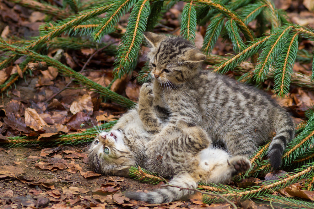 A pair of Scottish wildcat kittens playing.