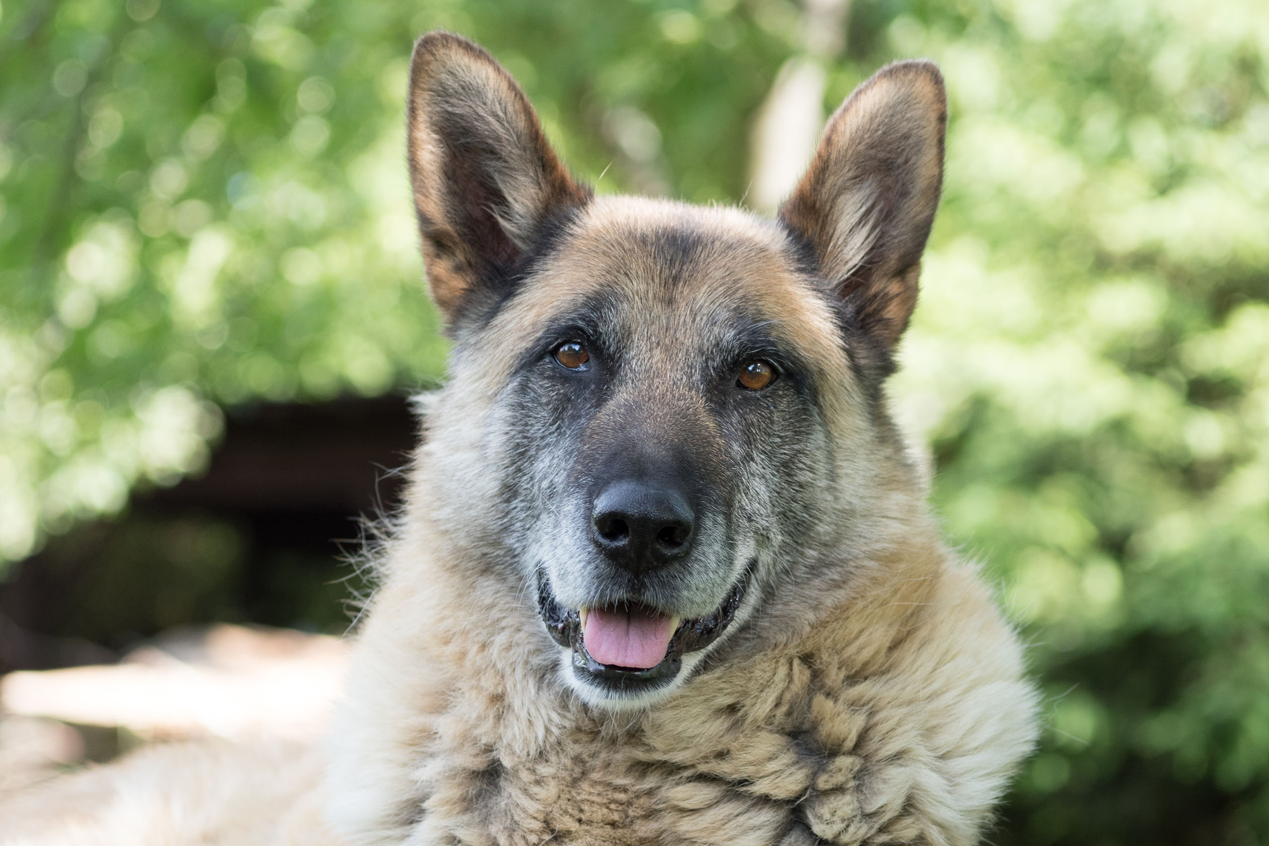 Senior German shepherd sitting in grass