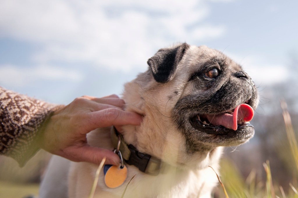 Senior pug in field with owner