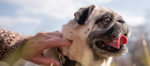 Senior pug in field with owner
