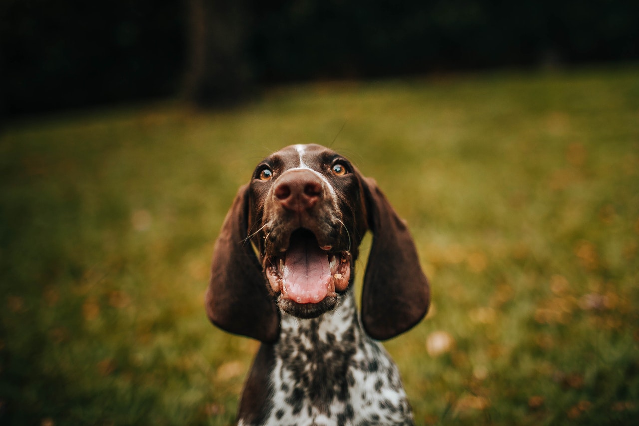 Shallow focus of a brown and white pointer.