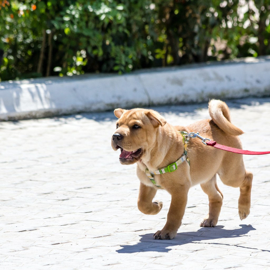 A shar pei puppy walks on a leash outside