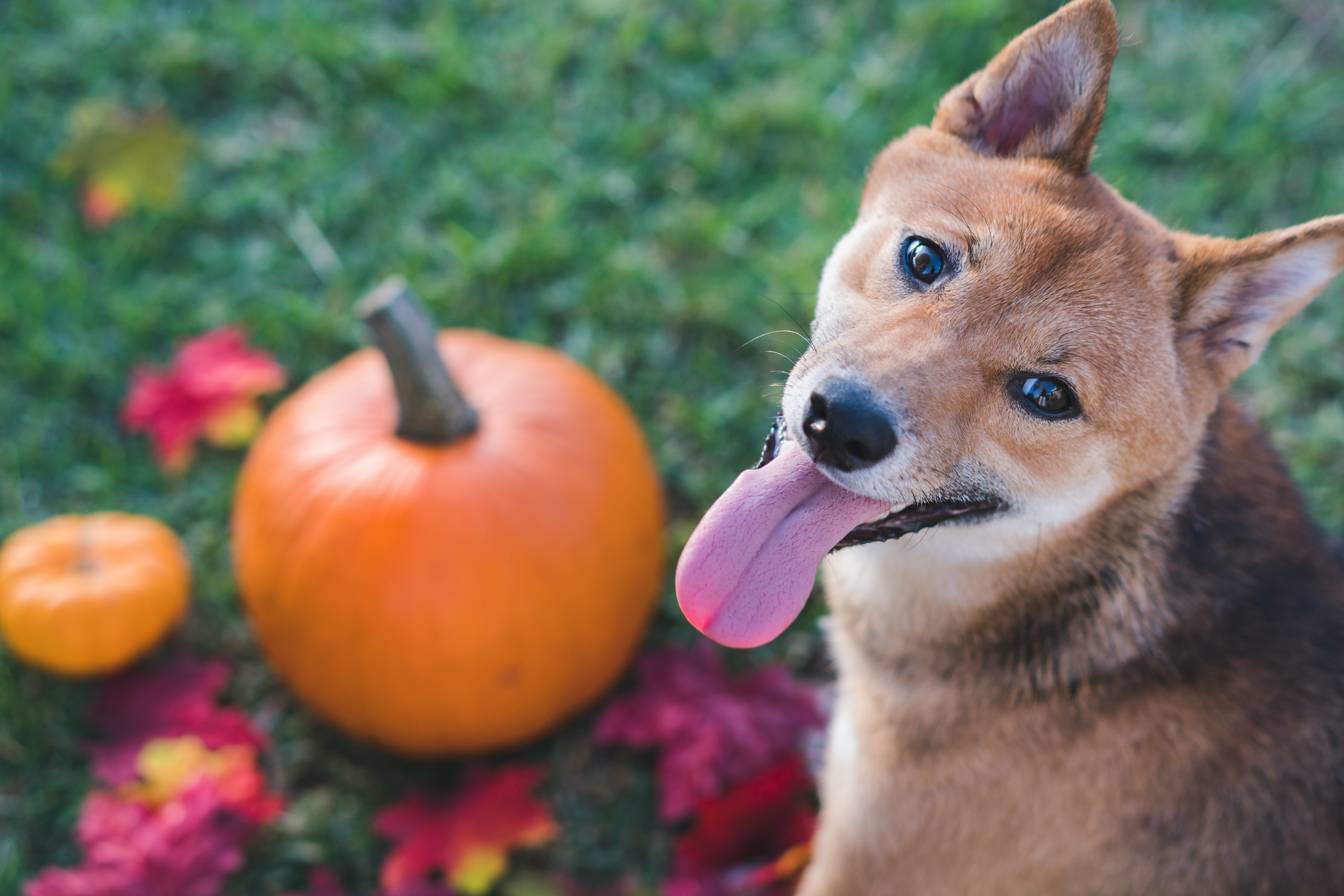 A Shiba Inu dog looks back at the camera, with a pumpkin and autumn leaves on the ground behind