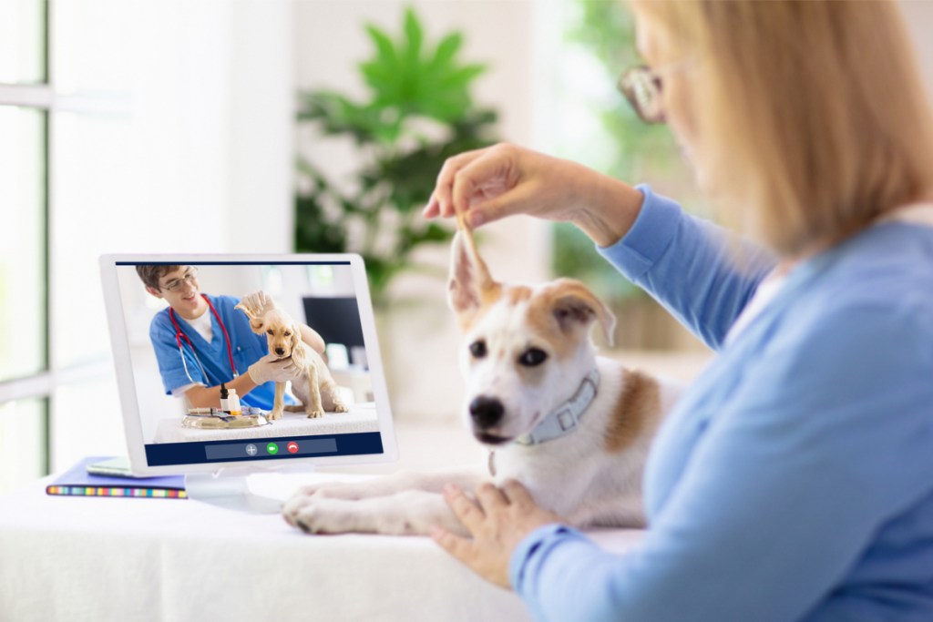 telemedicine for pets