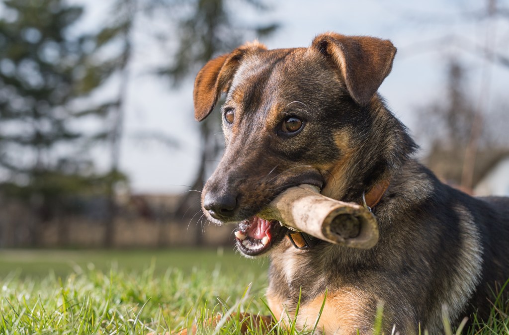 Dog chews on a bone outside