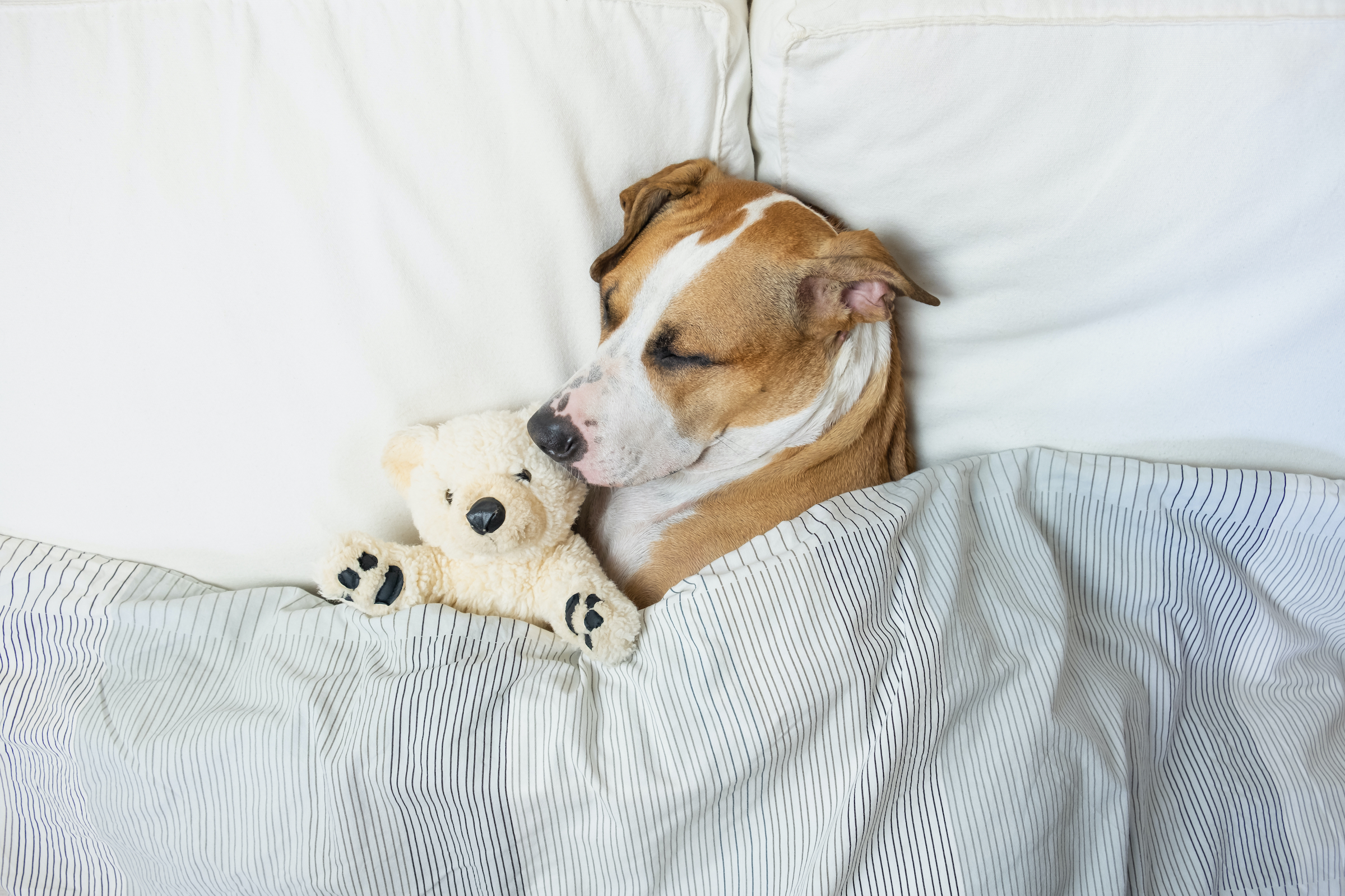 A dog holding a teddy bear sleeps under the covers in bed