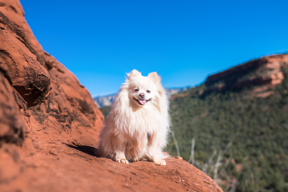 Small dog hiking in Sedona.