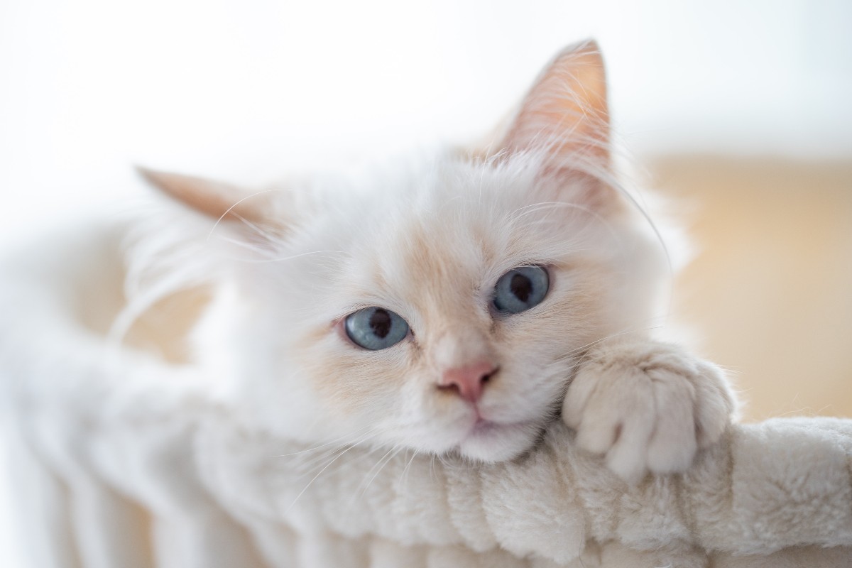 a white kitten with blue eyes in a cat tree