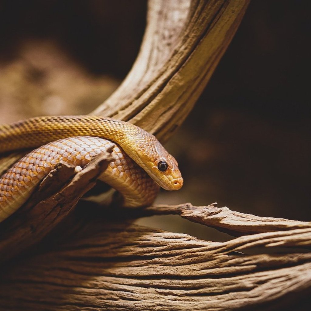 Snake lies on a log and peers at the ground