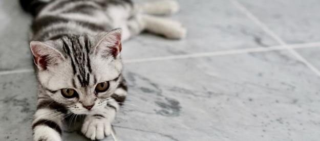 A beautiful striped kitten lying on a tile floor.