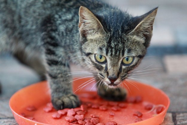 A tabby kitten standing in a bowl of kibble