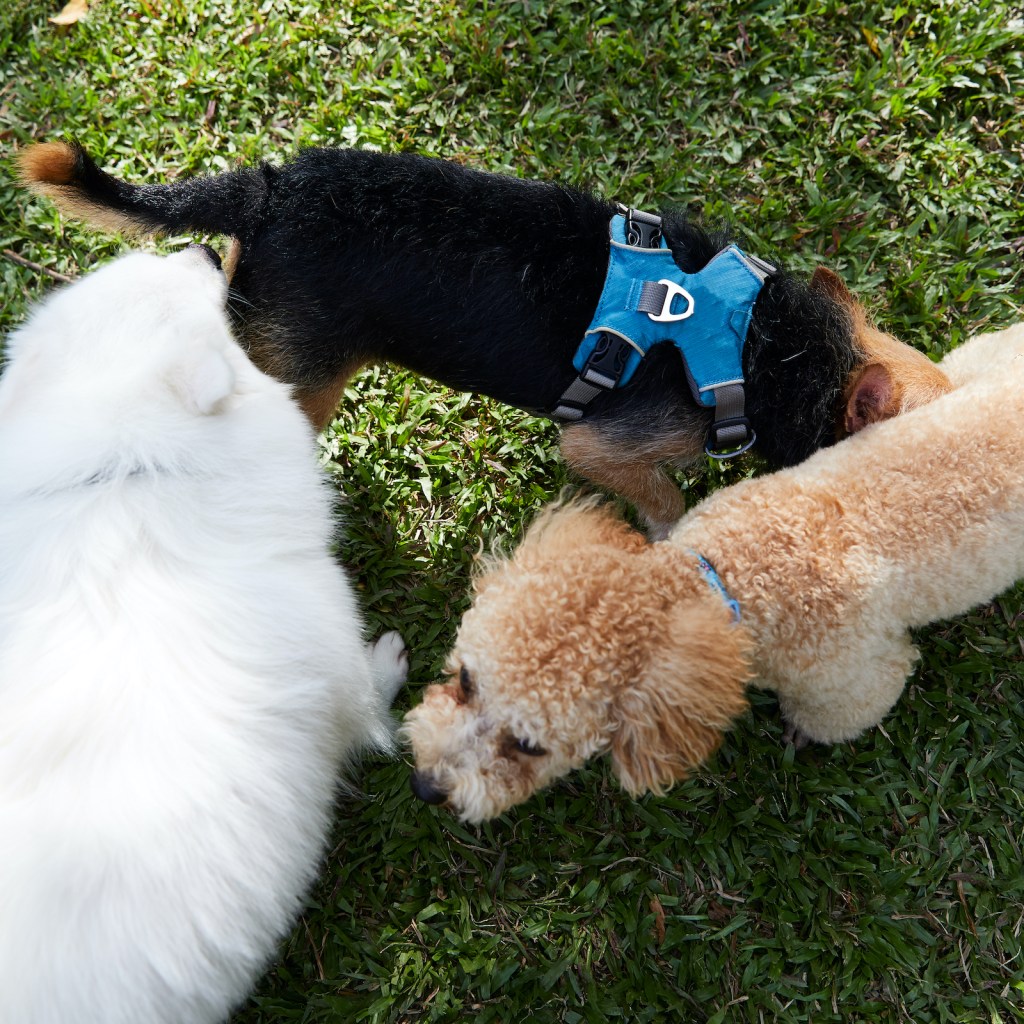 Three dogs sniff each other's butts in a triangle formation on a park's grass