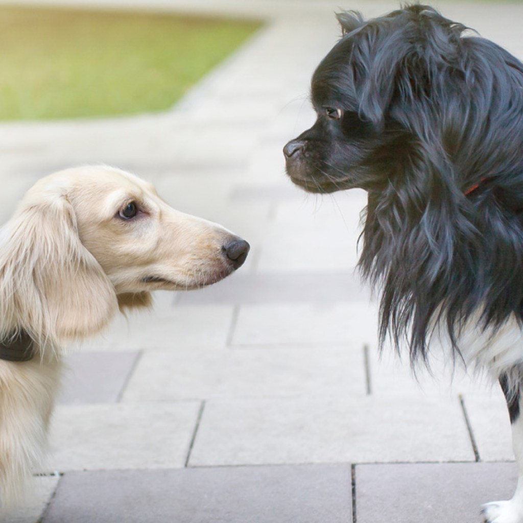 Two dogs meeting.