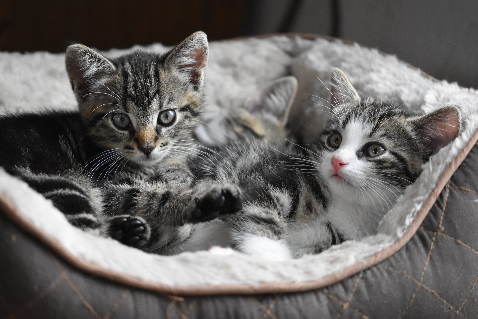 Two kittens lying in a soft cat bed