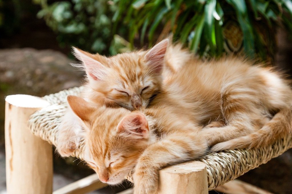 Two orange and white kittens sleeping