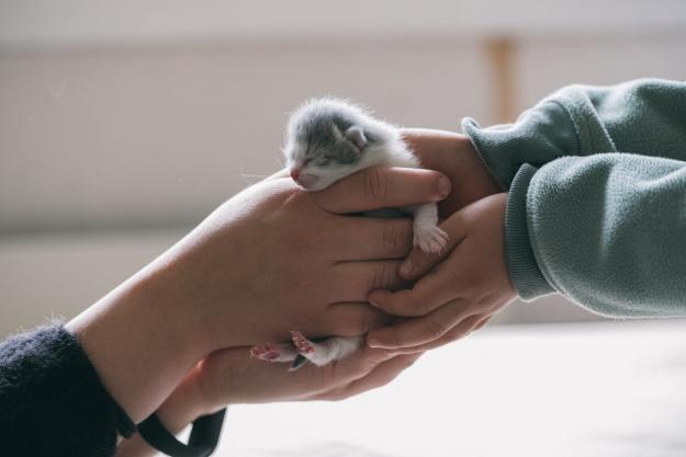 Two people holding a tiny gray and white kitten whose eyes haven't opened yet