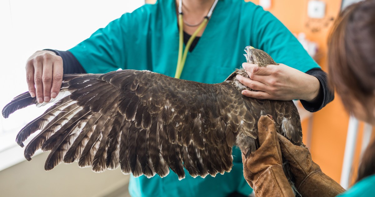 These 4 Steps Will Help You Care for an Injured Bird