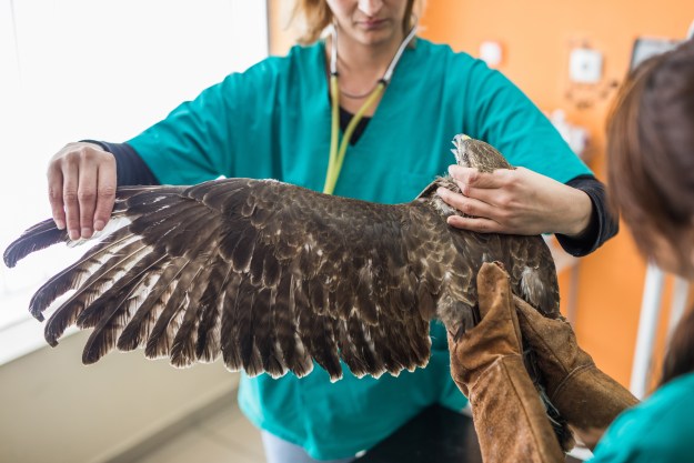 Vet examines a falcon's wing