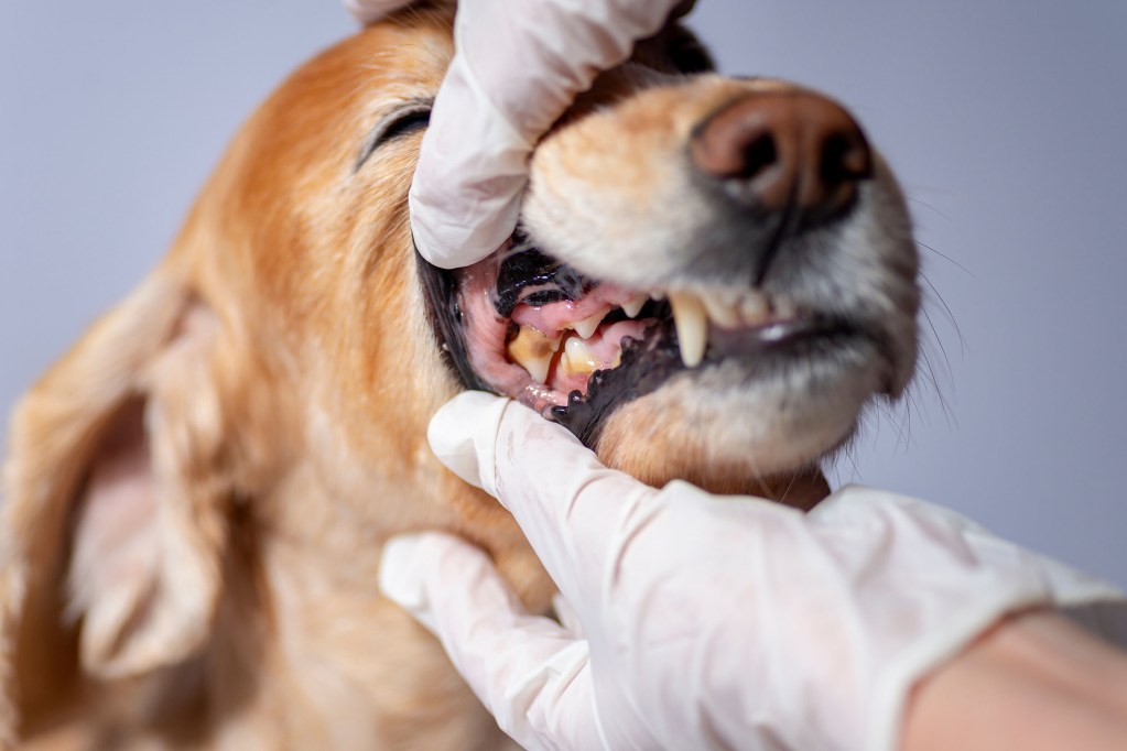 Veterinaras tikrina šuns dantis