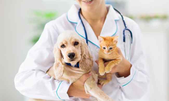 dog and cat breeds with most expensive vet bills holding puppy kitten