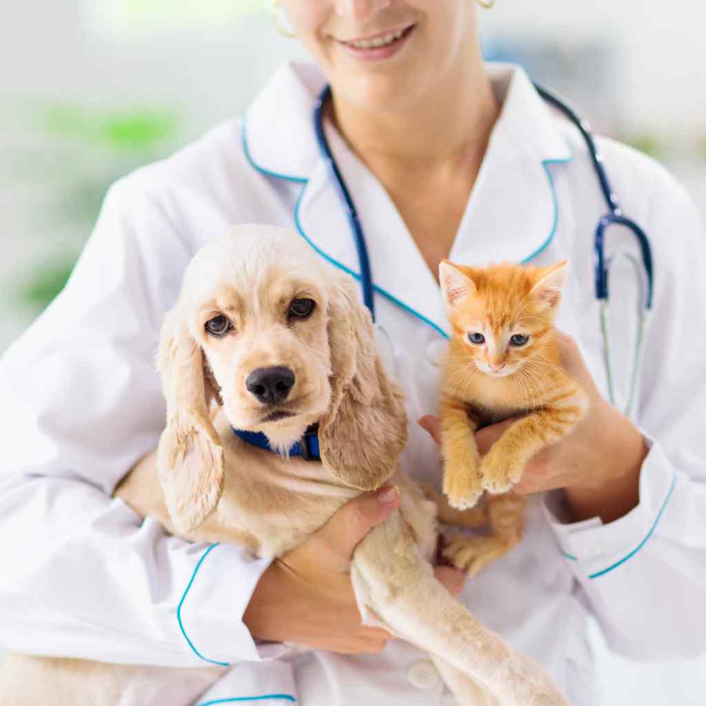 Vet examining a dog and cat