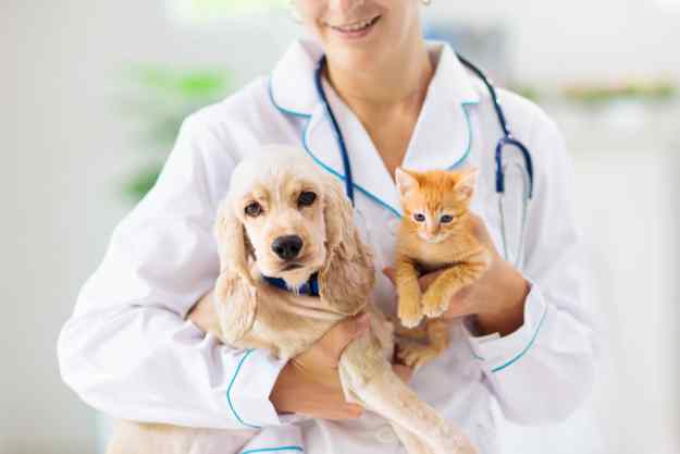 dog and cat breeds with most expensive vet bills holding puppy kitten