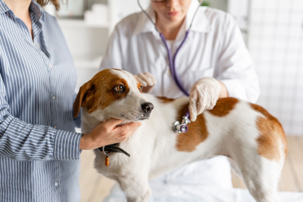 Vet listens to a dog's heart and lungs