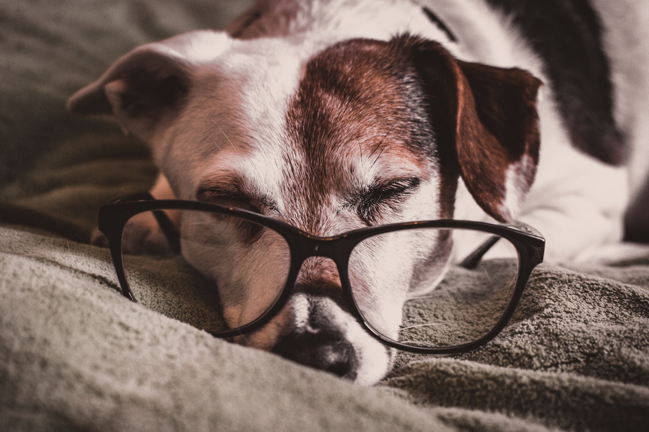 An older brown and white Dachshund wearing black glasses.