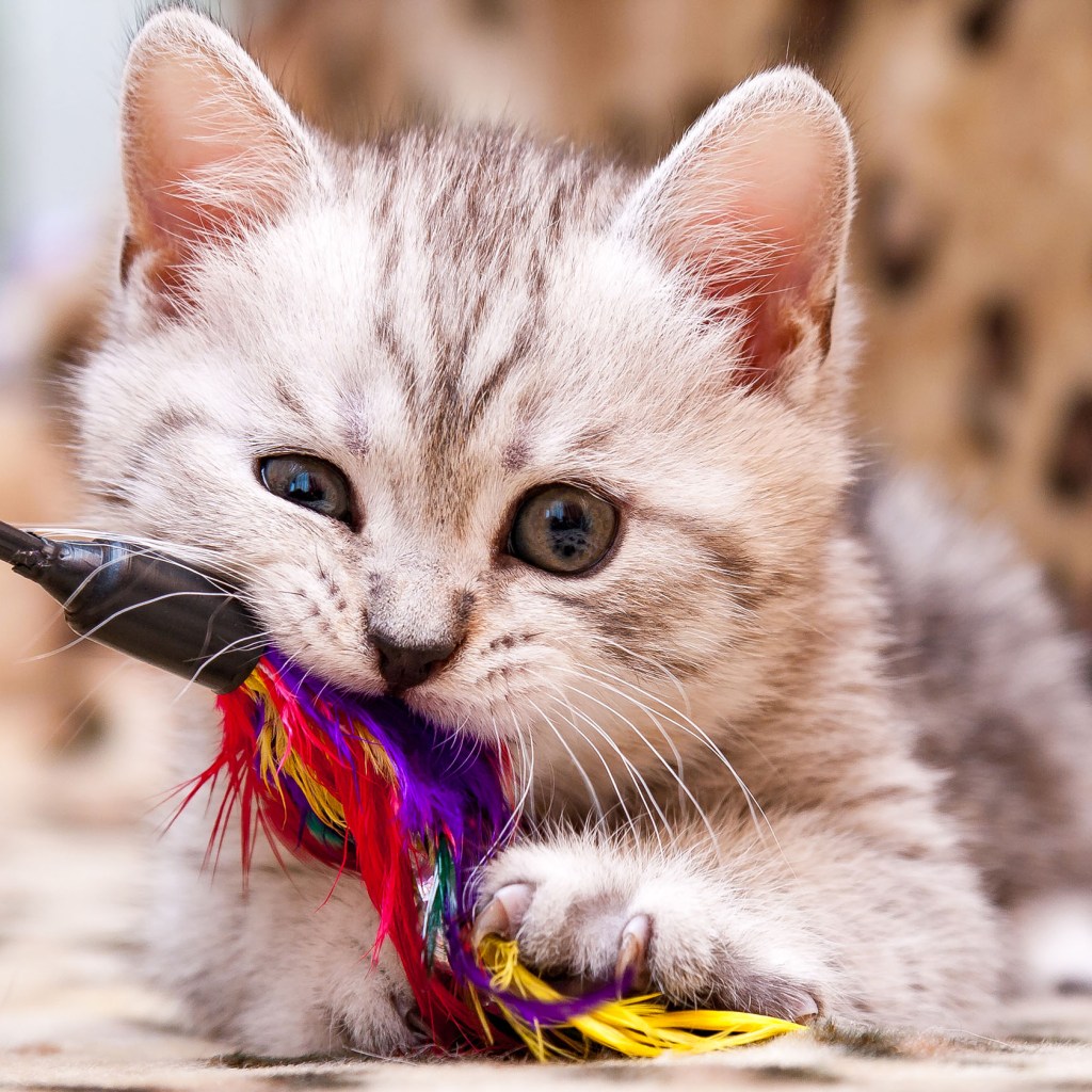 White and gray kitten chewing on a feather toy
