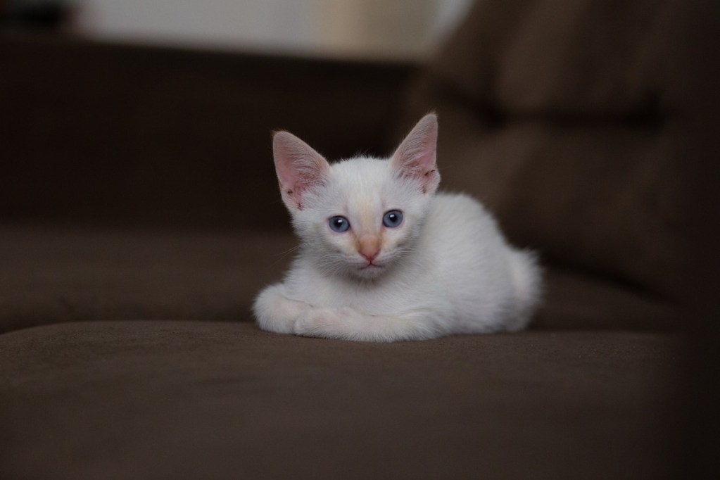 White cat with blue eyes on a couch