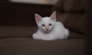White cat with blue eyes on a couch