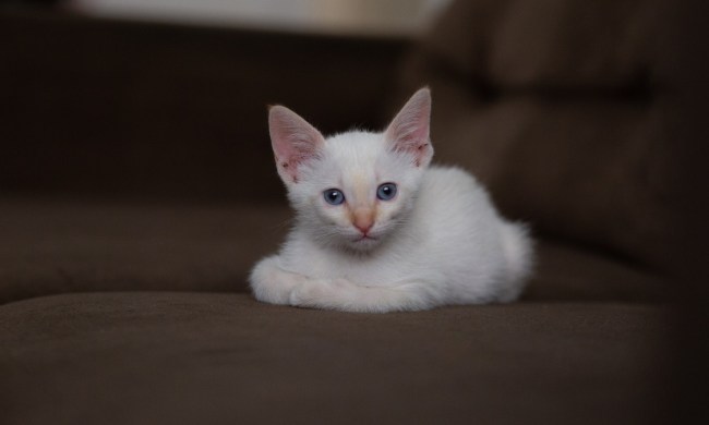 White cat with blue eyes on a couch