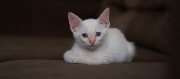 White cat with blue eyes on a couch