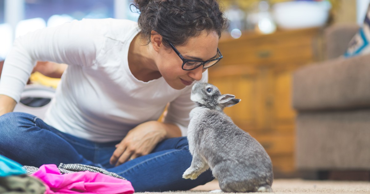 Try These Things If Your Rabbit's Cage Smells Bad PawTracks