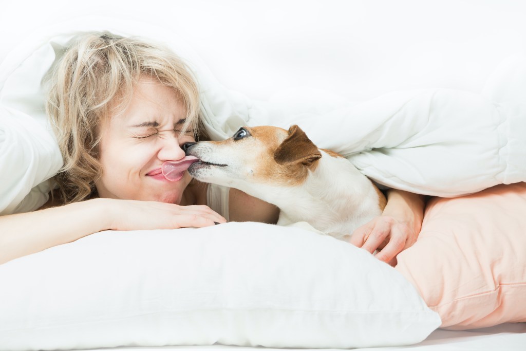A dog licks a woman on the face as they lie under the covers in bed