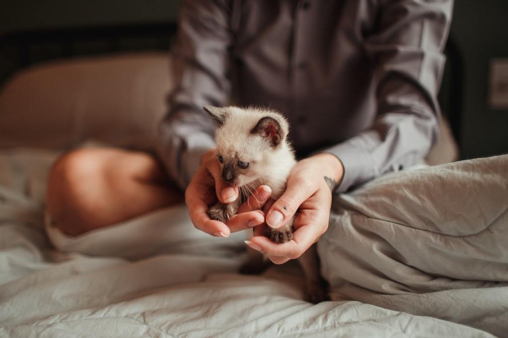 Woman holding tiny Siamese kitten on a bed