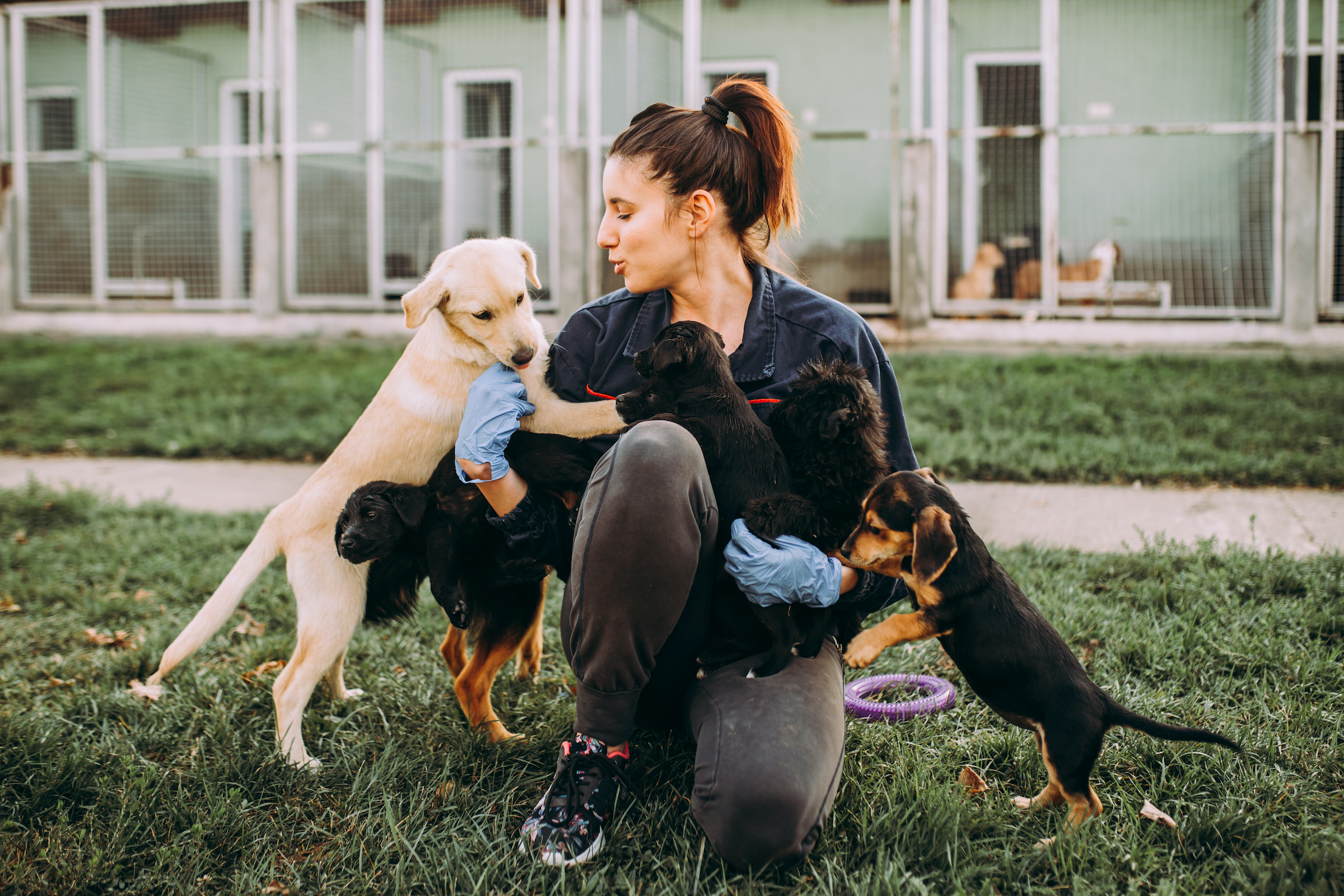 A woman plays with several dogs in the yard of an animal shelter