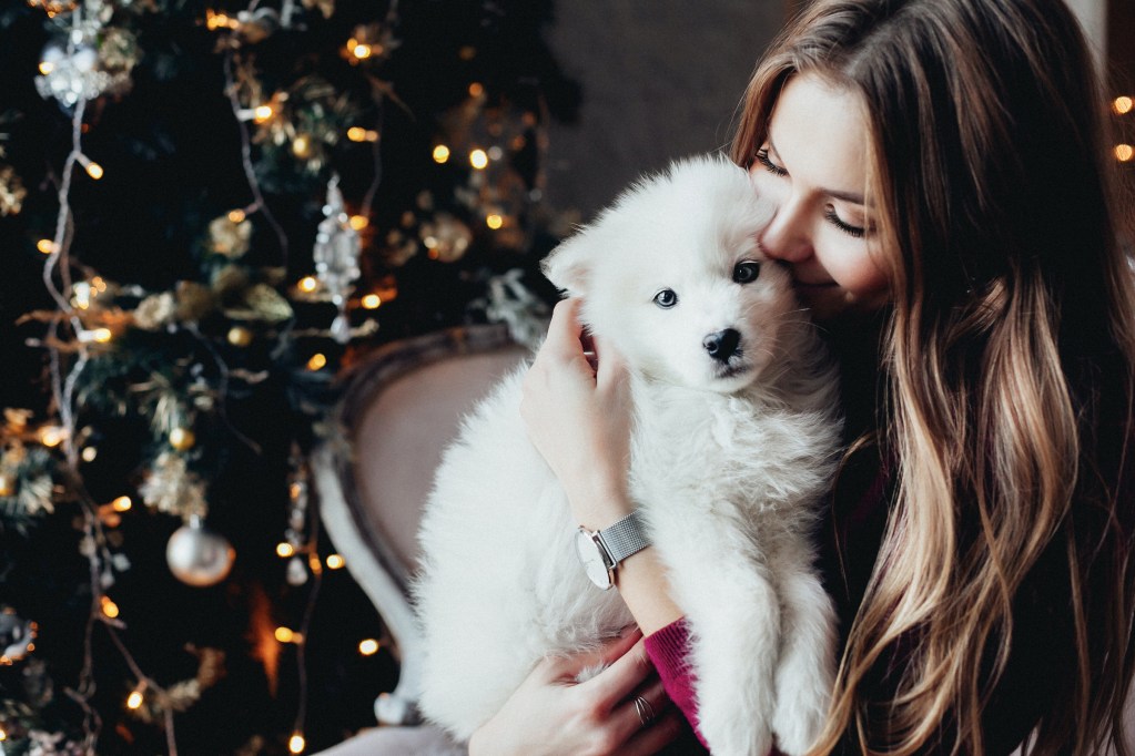 Woman snuggling Samoyed puppy in front of the Christmas tree