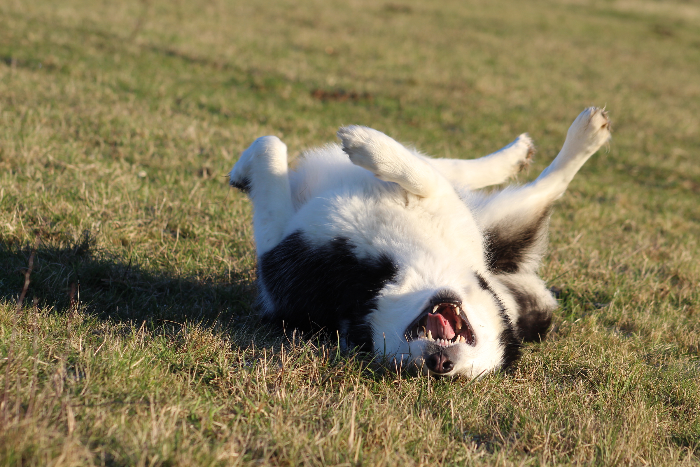 Alaskan malamute on its back