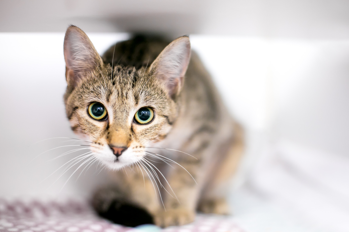 Anxious cat crouched under a piece of furniture