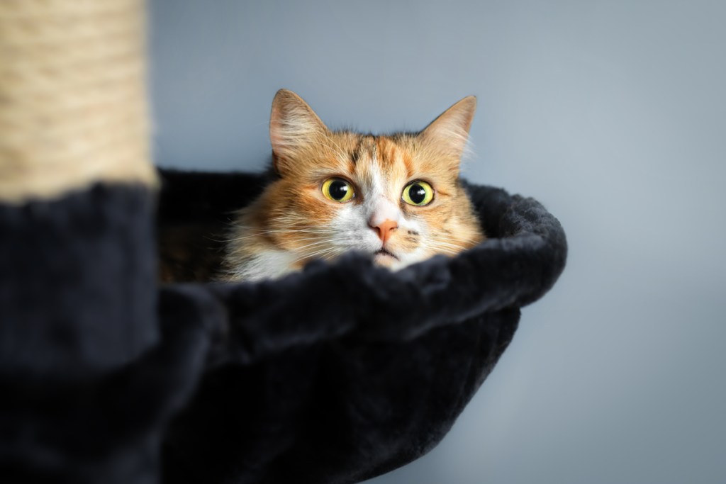Anxious calico cat lying in the cat bed of a cat tree