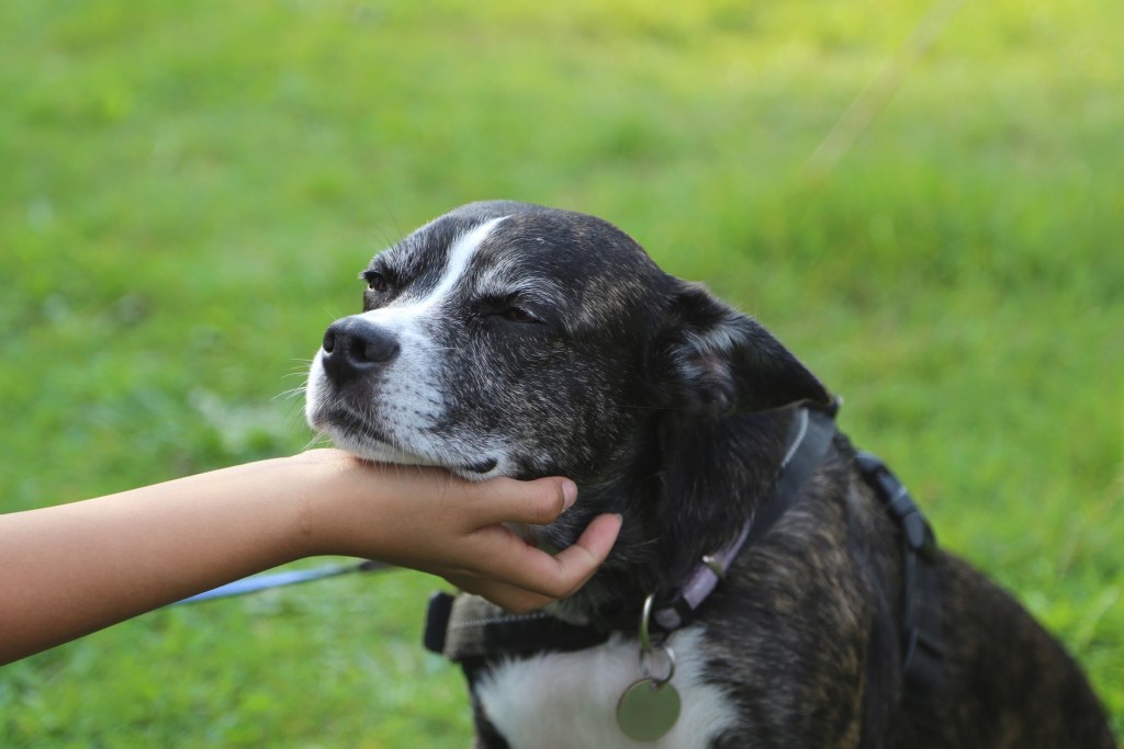 Žmogus prieina ranką kadre, norėdamas paglostyti vyresnio amžiaus šunį po smakru