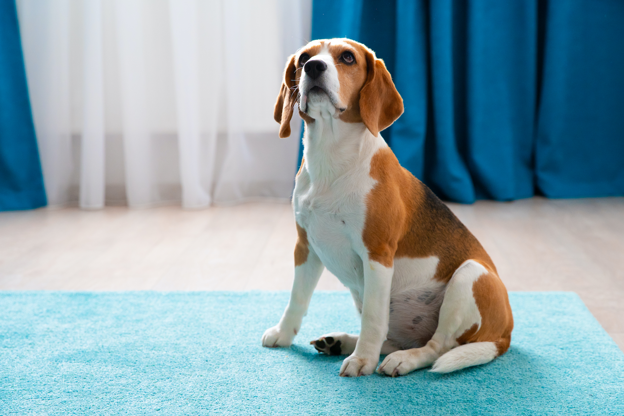 Top 10+ why does my dog drag her butt 8 If your dog wont stop dragging his butt across the floor, you should be worried