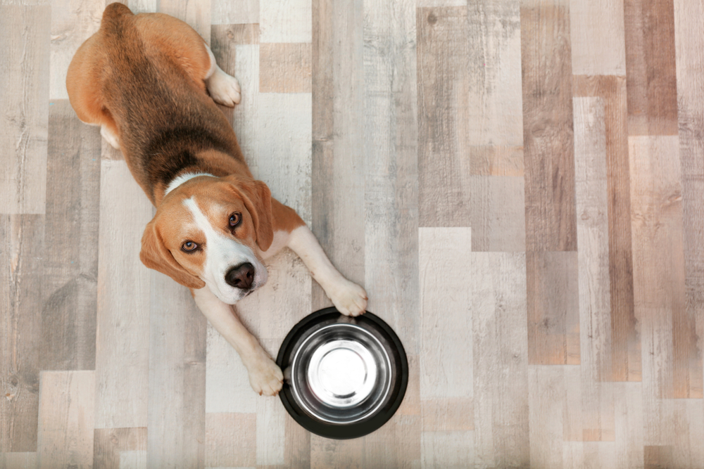 A Beagle lying next to an empty food bowl.